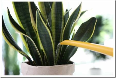 Watering Sansevieria plant on blurred background, closeup