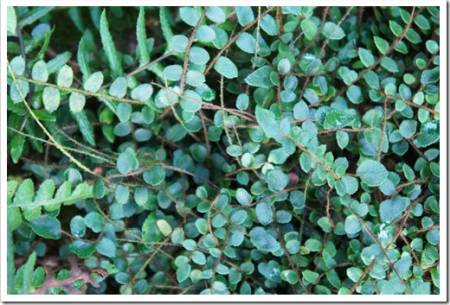 Pellaea rotundifolia or button fern green plant background