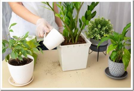 Transplanting plants. Transplanting houseplants, zamiokulkas into a pot. Watering the flower. Step 4. High quality photo