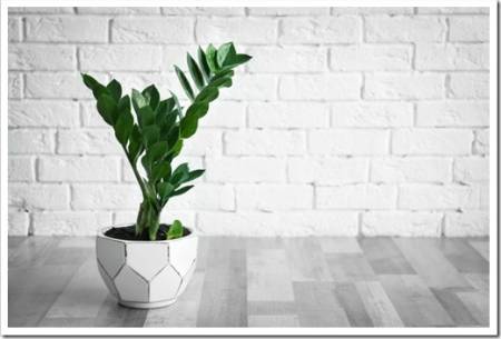 Tropical plant with green leaves against brick wall indoors