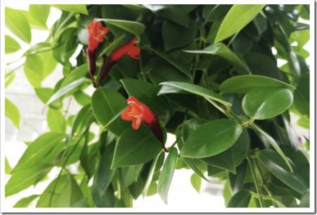 Aeschynanthus lipstick vine has pointy, waxy leaves and blooms with bright clusters of flowers. Vivid red blossoms emerge from a dark maroon bud reminiscent of a tube of lipstick. 