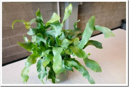 Phlebodium Fern (Phlebodium Aureum), tropical fern house plant