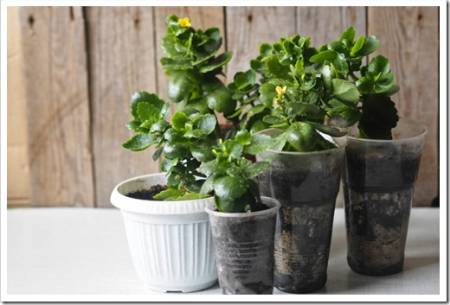 Botanical background with Kalanchoe plant. Propagate plant Kalanchoe with a yellow flower in plastic cups. Home medicinal plants on a wooden background.