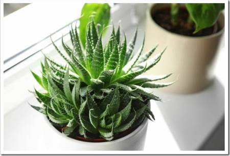 Beautiful succulent plant on windowsill at home