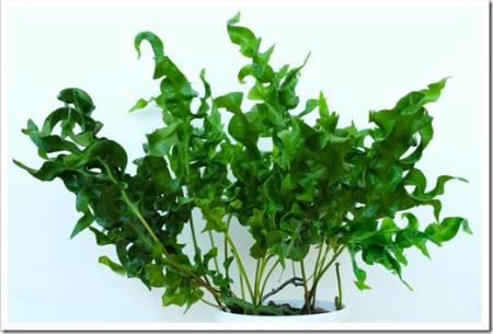 Fern Home plant. Microsorum scolopendrium Green Wave. pteris. PHLEBODIUM