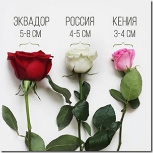 mg1jyfjo